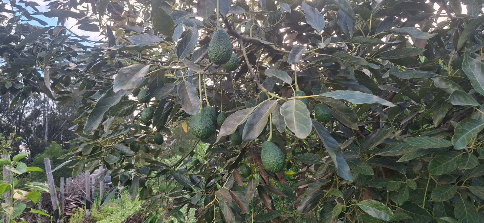 Avocados ready for offtake.