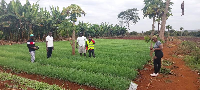 Onion nursery.